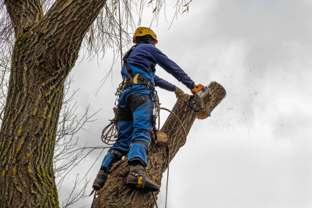 How Our Tree Care Process Works  in Pemberville, OH